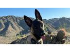 Adopt Bacchus - Located in AZ a Tan/Yellow/Fawn - with Black Belgian Malinois