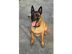 Adopt Nadia - Located in Alabama a Tan/Yellow/Fawn - with Black Belgian Malinois