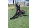 Adopt Mando - located in North Carolina a Brindle Dutch Shepherd / Mixed dog in