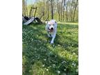 Adopt Lulu (Momma) a Tricolor (Tan/Brown & Black & White) American Pit Bull