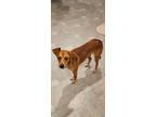 Adopt Benji (B Duo) a Brown/Chocolate - with White Dachshund dog in Brewster