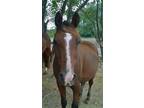 Adopt Tebo a Arabian, Haflinger