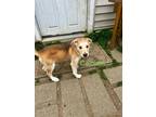 Adopt Calcium (Ellie's Litter) a White Labrador Retriever / German Shepherd Dog