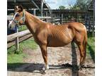 Adopt Hughes a Quarterhorse