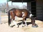 Adopt Luvkin (Papito) a Paint / Pinto