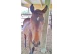 Adopt Bruce a Quarterhorse