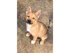 Adopt Lavender a German Shepherd Dog / Black Mouth Cur dog in Conway