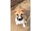 Adopt Philodendron "Phil" a Black Mouth Cur / Husky dog in Conway, AR (41450288)