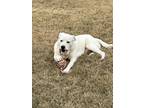 Adopt Fredward "Fred" a White Australian Cattle Dog / Great Pyrenees dog in