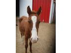 Adopt Mingo a Quarterhorse