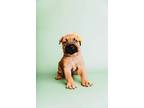 Adopt Lamborghini a Brown/Chocolate - with Black American Pit Bull Terrier /
