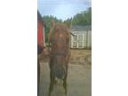 Adopt Jaegar a Quarterhorse