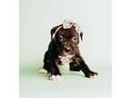 Adopt Bentley a Black - with White American Pit Bull Terrier / Labrador