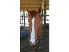 Adopt Timmy a Quarterhorse