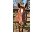 Adopt Desi a Quarterhorse
