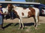 Adopt Stinger a Paint / Pinto