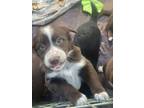 Adopt Butterscotch - Freckles a Brown/Chocolate - with White Blue Heeler / Mixed