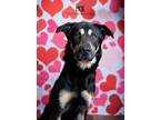 Adopt Moe a Black - with Tan, Yellow or Fawn Collie dog in Littleton