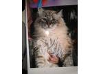 Adopt Hemsworth a White (Mostly) Maine Coon / Mixed (long coat) cat in Arden