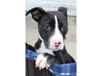 Adopt Janessa a Black - with White English Mastiff / Alaskan Malamute dog in