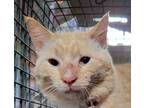 Adopt Rusty a Orange or Red Tabby Domestic Shorthair / Mixed (short coat) cat in