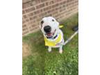 Adopt Spanky a White - with Brown or Chocolate Bull Terrier / Hound (Unknown