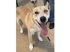 Adopt Rogue a Husky dog in Dickson, TN (40938256)