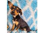 Adopt Torta a Black - with Tan, Yellow or Fawn Poodle (Miniature) / Jack Russell
