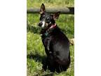 Adopt Makenzie a Black - with Tan, Yellow or Fawn Bull Terrier / Jack Russell