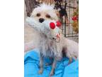 Adopt Chalupa a Tan/Yellow/Fawn Poodle (Miniature) / Jack Russell Terrier dog in