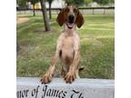 Adopt Hunter a Pointer, Bloodhound