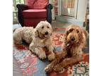 Adopt Tulip a Red/Golden/Orange/Chestnut Goldendoodle / Mixed dog in Louisville