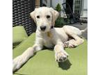 Adopt Sailor a White Goldendoodle dog in Louisville, KY (41075994)