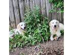 Adopt Flower a White Golden Retriever / Mixed dog in Louisville, KY (41458053)