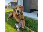 Adopt Luke puppy a Brown/Chocolate - with White Golden Retriever dog in