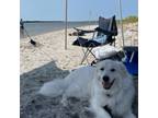 Adopt Joker aka Joey a White Great Pyrenees / Mixed dog in Louisville