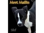 Adopt Mailin a Black - with White Terrier (Unknown Type, Small) / Mixed Breed