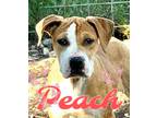 Adopt Peach a Tan/Yellow/Fawn - with White Boxer / Mixed Breed (Medium) dog in