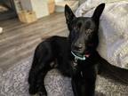 Adopt Ember a Black Pumi dog in Raleigh, NC (40887035)
