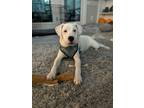 Adopt Queso a White Pit Bull Terrier / Staffordshire Bull Terrier dog in