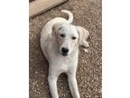 Adopt Adidas a White Great Pyrenees / Alaskan Malamute dog in Richfield