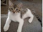 Adopt Jelly Bean a Brown Tabby Domestic Shorthair (short coat) cat in Tucson