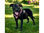 Adopt Ash a Black - with White Australian Shepherd / Collie dog in Pulaski