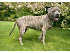 Adopt Bruce Plott Hound a Brindle Plott Hound dog in Pulaski, TN (41402136)