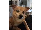 Adopt Sparky a Red/Golden/Orange/Chestnut Jack Russell Terrier dog in Claremont