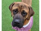 Adopt Handsome a Mastiff / Mixed dog in San Ramon, CA (40682544)