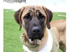Adopt Uzu a Mastiff / Mixed dog in San Ramon, CA (40682543)