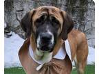 Adopt Flora a Mastiff / Mixed dog in San Ramon, CA (40682542)