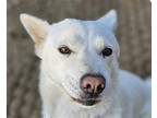 Adopt Sula a Jindo / Mixed dog in San Ramon, CA (40682593)