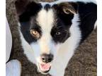 Adopt Jordy a Border Collie / Mixed dog in San Ramon, CA (41136009)